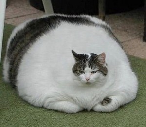 Create meme: the fat cat, cat