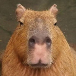 Create meme: a pet capybara, angry capybara, capybaras