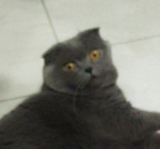 Создать мем: кот барсик вислоухий, британская короткошёрстная кошка, шотландский вислоухий кот черный