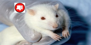 Создать мем: крыса дамбо, альбинос крыса, лабораторная крыса