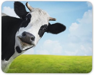 Create meme: muzzle cow, cow cow