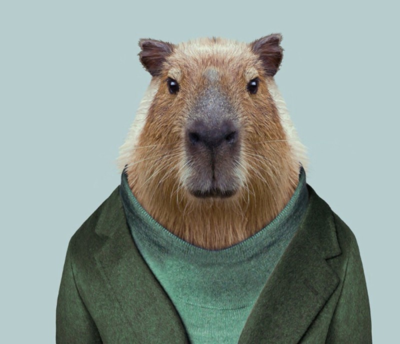 Create meme: the capybara , capybara ignat, a pet capybara