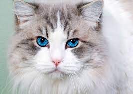 Создать мем: охос азулес кошка, кот пушистый, кошка с голубыми глазами