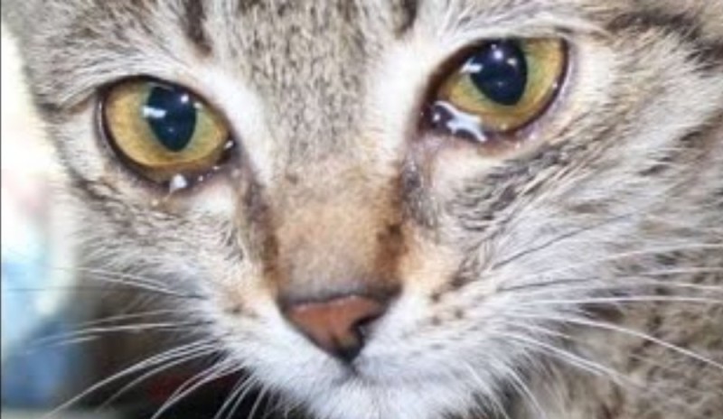 Create meme: crying cat, cat eyes , cat with tears