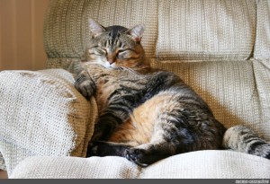 Создать мем: кот на диване, домашний кот, ленивый кот