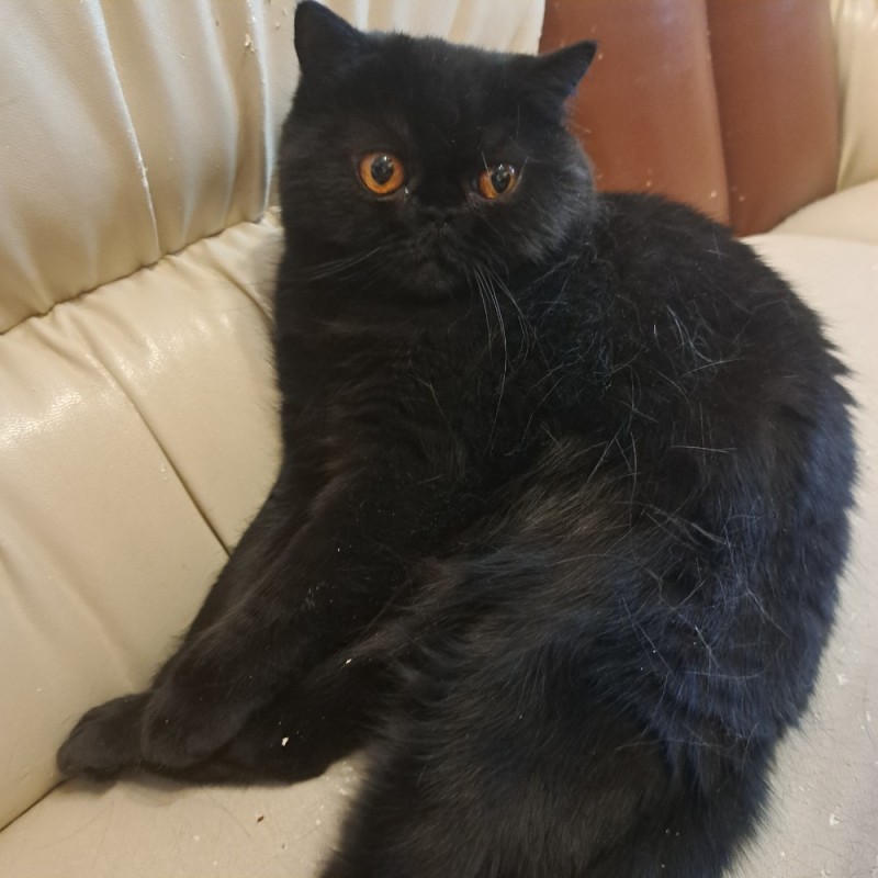 Создать мем: британская короткошёрстная кошка черная, кот черный, кот экзот черный