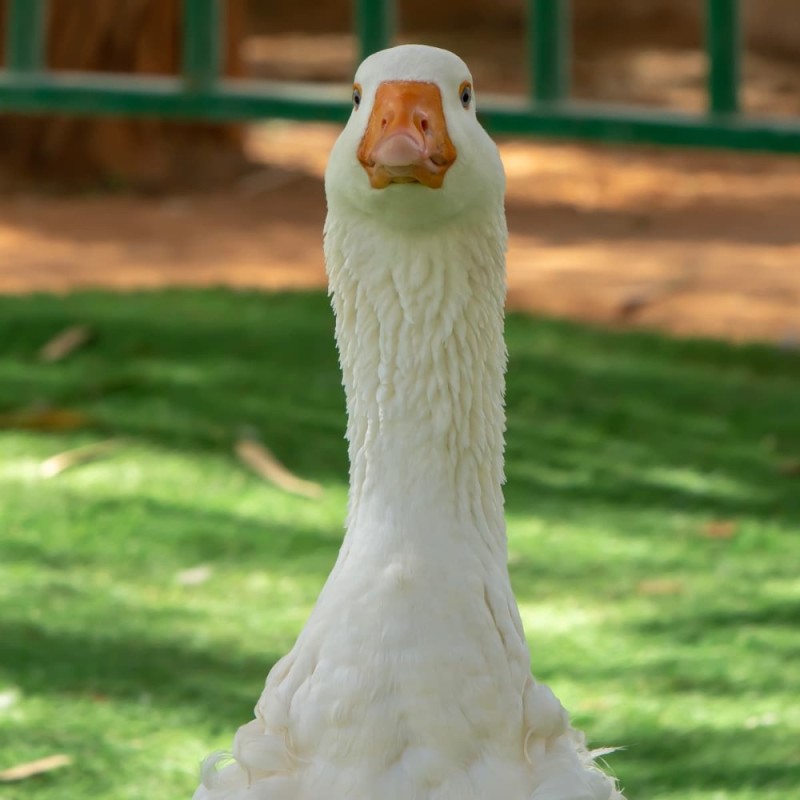 Create meme: goose , surprised Gus , duck goose