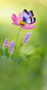 Create meme: beautiful flowers, butterfly on flower
