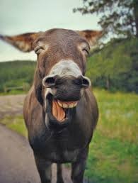 Create meme: funny animals, donkey, smiling animals