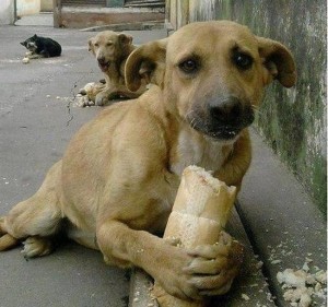 Create meme: shelters, bad treatment of animals, I never regret a piece of bread to a stray dog, homeless animals