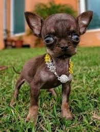 Create meme: small dogs, the smallest Chihuahua in the world, Chihuahua Milly