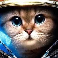Create meme: cat, animals in space, cat