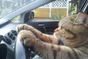 Create meme: Behind the wheel, cats in the vehicle, the cat behind the wheel