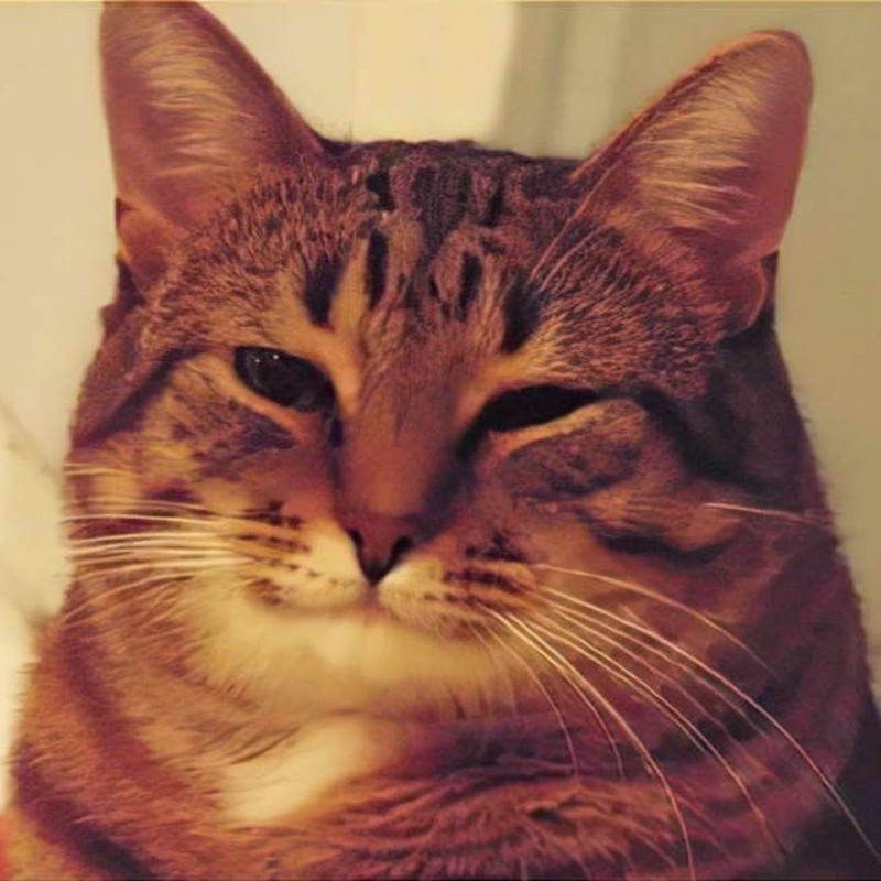 Create meme: smiling cat meme, cat , happy cat 