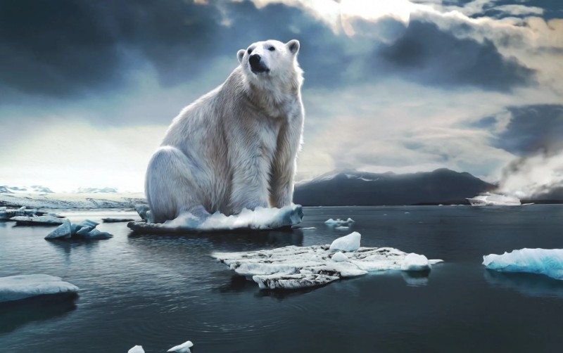 Создать мем: международный день полярного белого медведя 27 февраля, белый медведь рассказ, полярный медведь