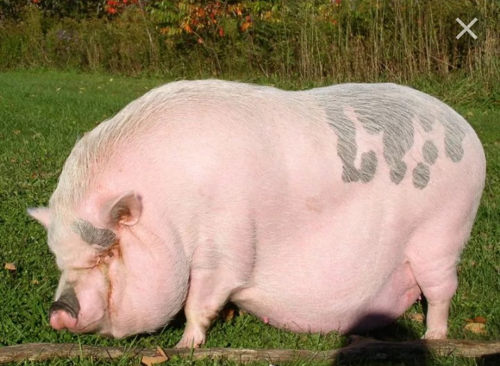 Create meme: pig , breed of duroc pigs, big pig
