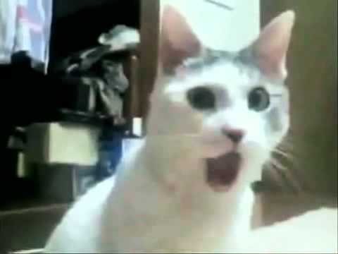 Создать мем: мем удивленный кот, кот открывает рот мем, удивленный кот