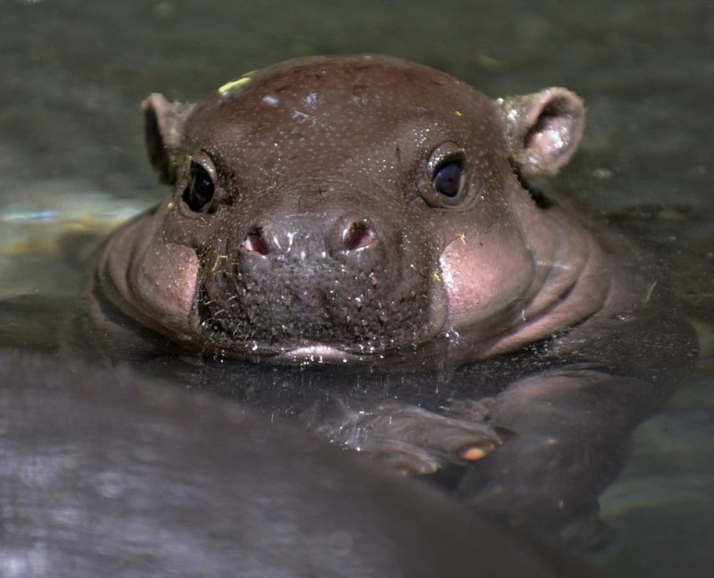 Create meme: little hippo, Hippo , baby hippo