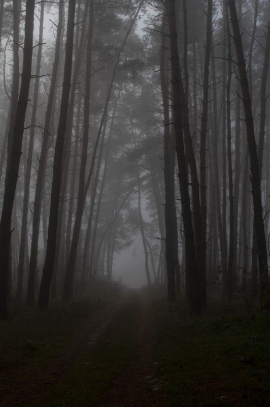Create meme: nature fog, dark forest, the forest dark