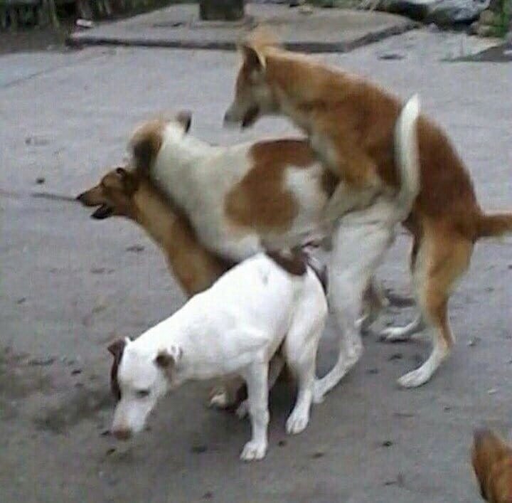 Create meme: male dog, dogs mate, dogs stick together when mating