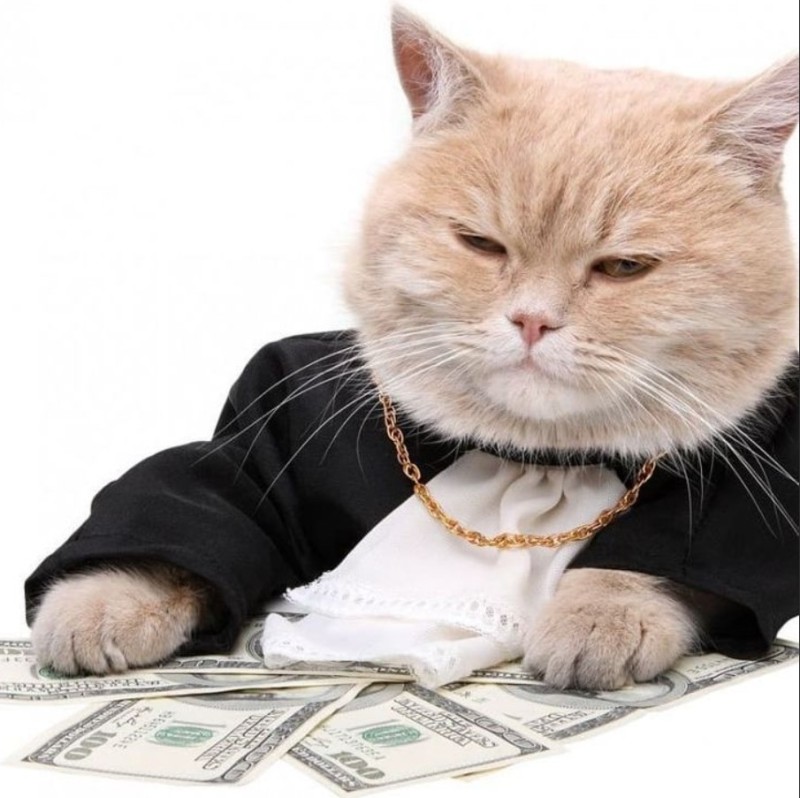 Создать мем: денежный кот, кот инвестор, кот банкир