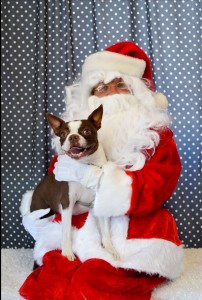 Create meme: chihuahua, santa claus, christmas french bulldog