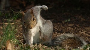 Create meme: forest squirrel, protein, squirrel