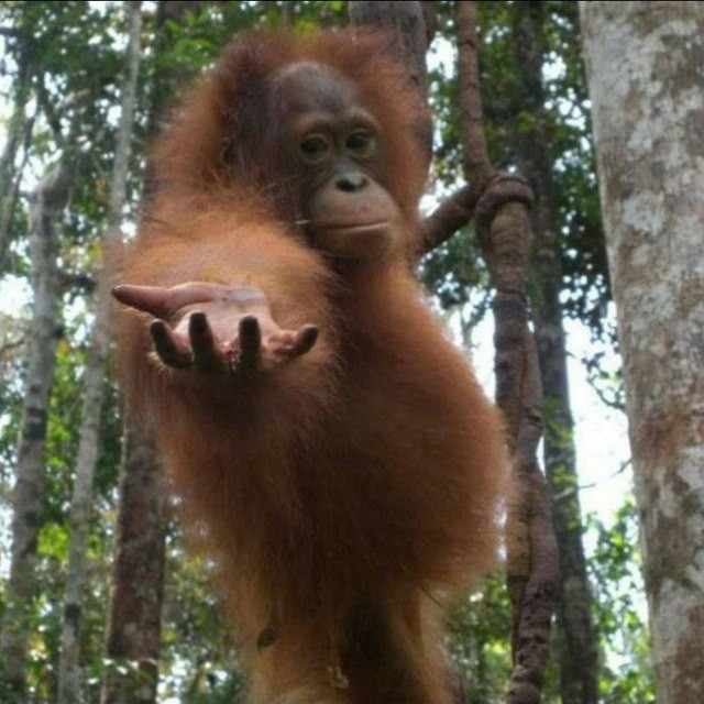Create meme: the orangutan is sitting, orangutan, orangutan