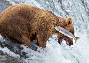 Создать мем: медведь рыбачит, медведь с рыбой, бурый медведь