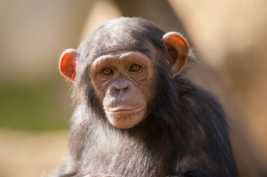 Создать мем: шимпанзе улыбается, самец шимпанзе, обезьяна шимпанзе