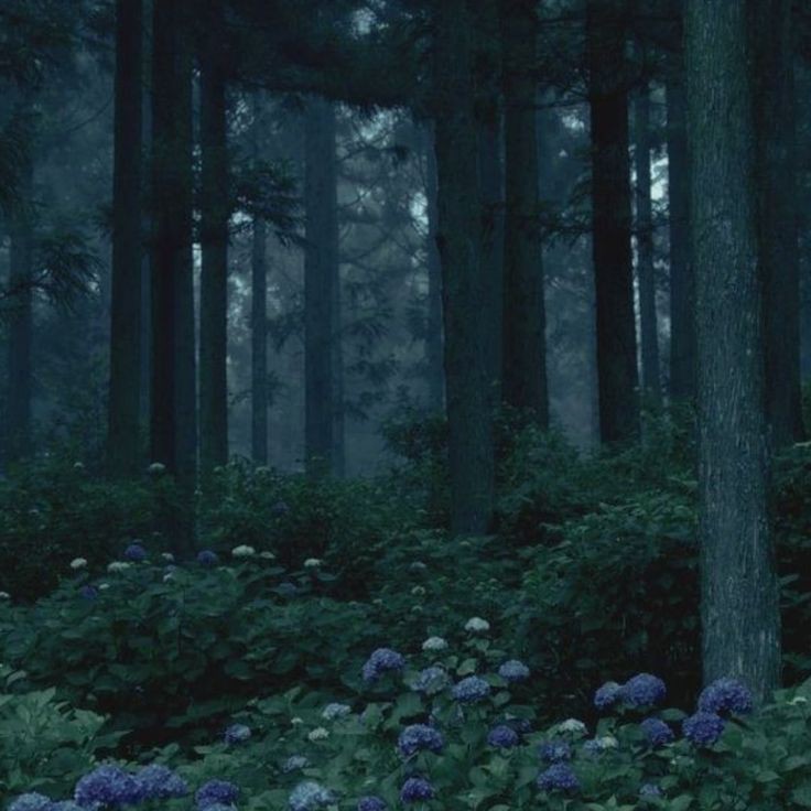 Create meme: background dark forest, forest background, the forest dark