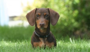 Create meme: Dachshund breed profile, dachshund, breed Dachshund