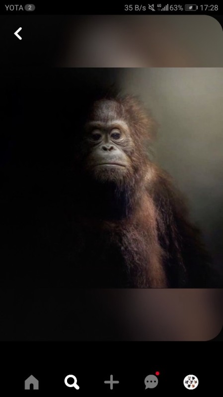 Create meme: gorilla monkey, monkey , orangutan monkey