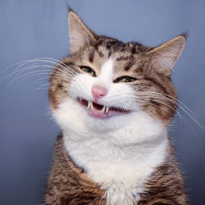 Create meme: funny cat, cat emotions, lolcats