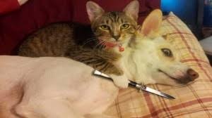 Создать мем: смешные коты, кот смешной, кошка с ножом