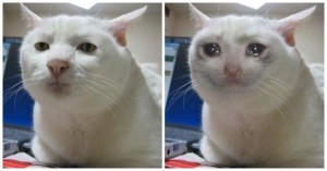 Create meme: memes with cats, serious cat, crying cat