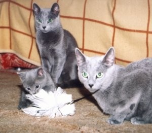 Создать мем: русская голубая котята, кошка породы русская голубая, кот породы русская голубая