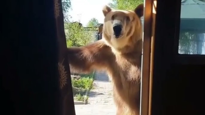 Create meme: bear waving his paw, bear bear, the northern bear