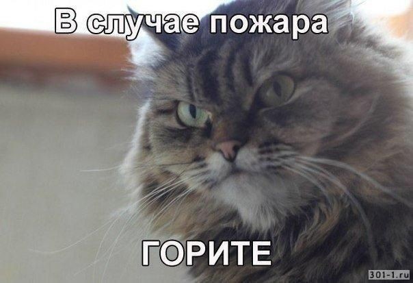Создать мем: сибирская кошка, коты, кошка