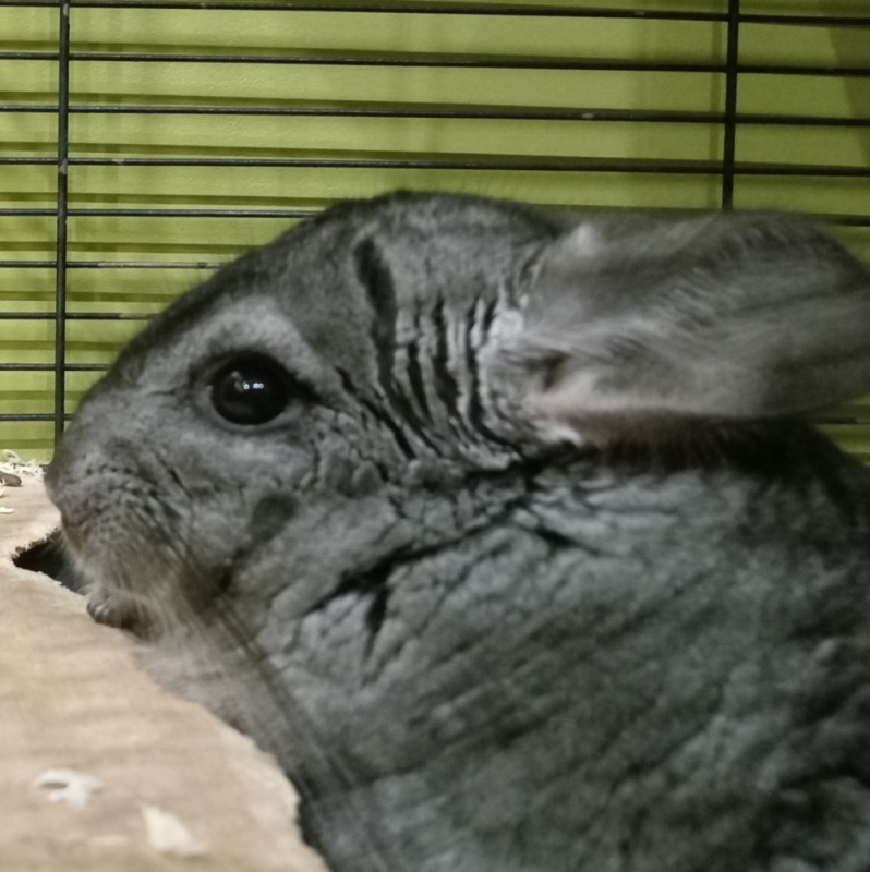 Create meme: chinchilla at home, animal chinchilla, adult chinchilla