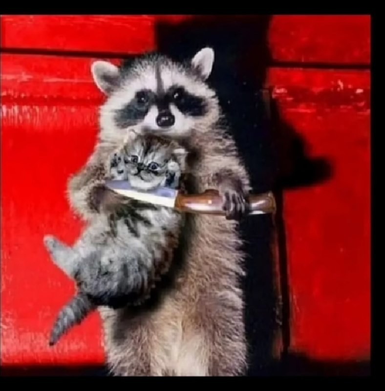 Create meme: the raccoon is small, a raccoon with a cat on hands, raccoons 