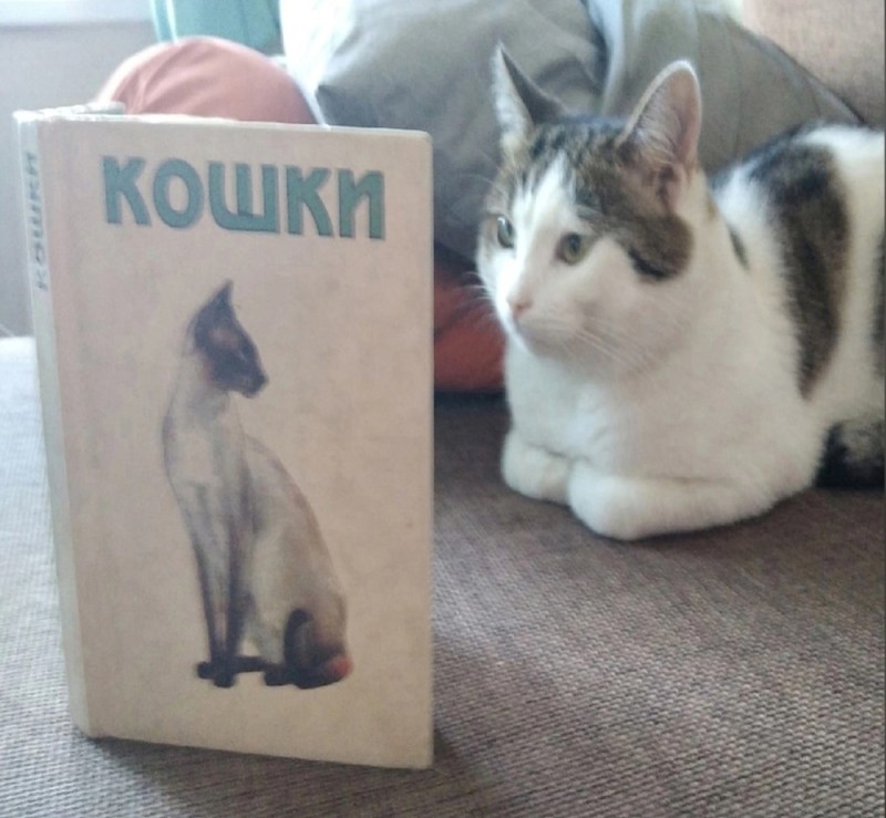 Создать мем: серий кошка, книга большие кошки, кошка