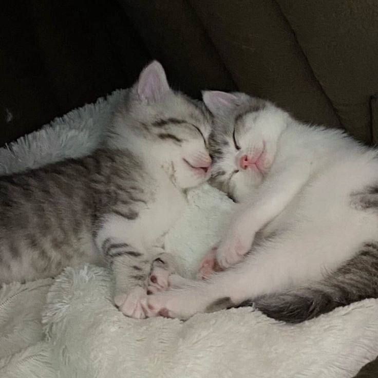 Create meme: cute cats, cats hugging, kittens sleep with their mother