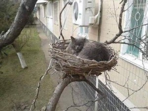 Создать мем: гнездо, котик, гнездо на дереве