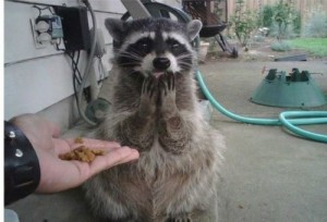 Create meme: funny animals, raccoon, funny