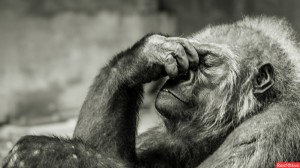 Create meme: chimpanzees , gorilla thinking, monkey 