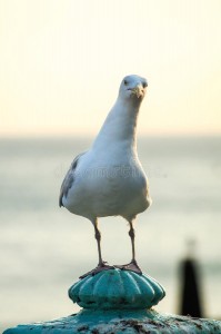 Create meme: Seagull bird, Seagull