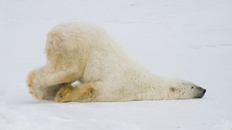 Создать мем: белый медведь лежит на животе, белый медведь евдоким, полярный медведь