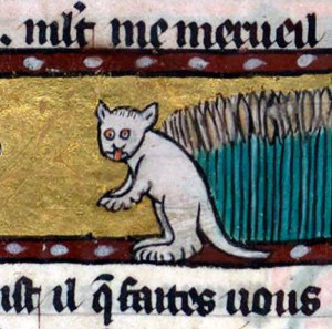 Создать мем: кот и рукопись, white cat, a cat