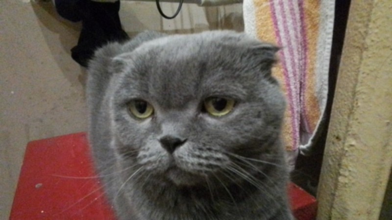 Create meme: cat Scottish fold, Scottish fold cat grey, scottish fold cat muzzle